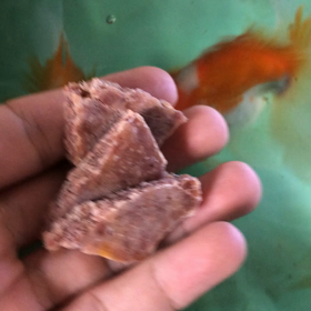 金魚のプロテイン！！！！の画像