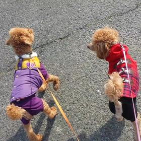 競い合い☆の画像