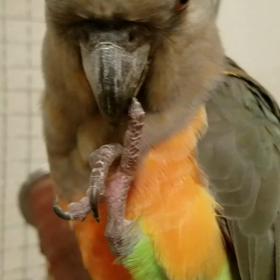 明けましておめでとうございますの画像