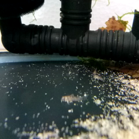 チビコリその後の画像