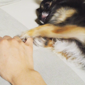 おねだりモカちゃん♡の画像