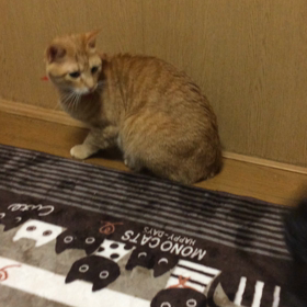 花凛VSチュプの画像