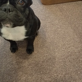 留守番下手の画像