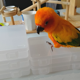 カレンの土曜日の画像