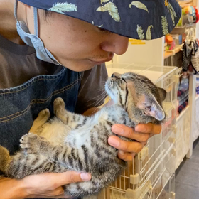 犬？の画像