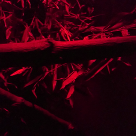 ワ～イルドラ～イフ∟(￣(工)￣)ノ！の画像