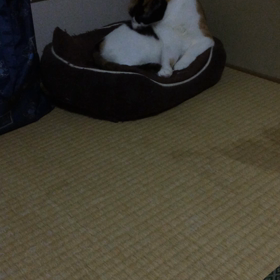 昨日のたまの画像