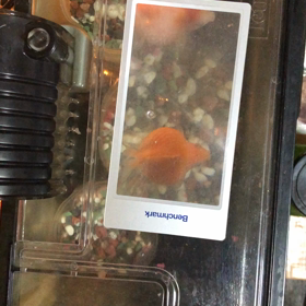ぐー・ぱー／ピンポンパール／金魚／動画の画像