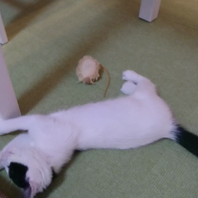 第1回体重測定と動画の画像