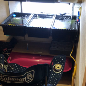現在のメダカ部屋の画像