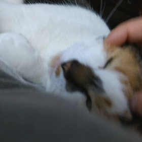 空ちゃん(^^)の画像