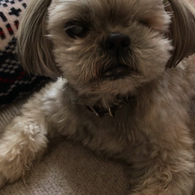 おバカな飼い主とマイペースなワンコの画像