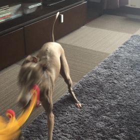 雨なのよ〜。の画像