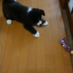 今日も元気な仔犬達の画像