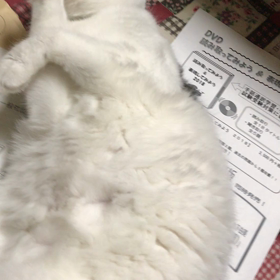 どきませ〰んの画像