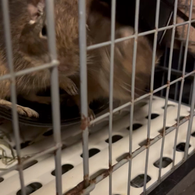 ぴゅるぴゅるぴゅるぴゅるぴゅるの画像