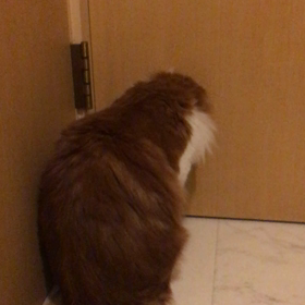 お姉ちゃん大好き！の画像