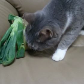 猫に新玉の画像