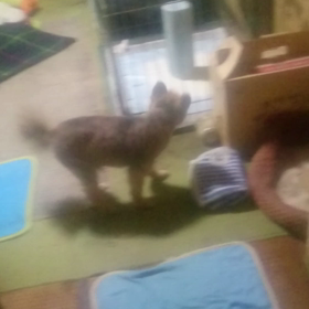 ナッちゃんの画像