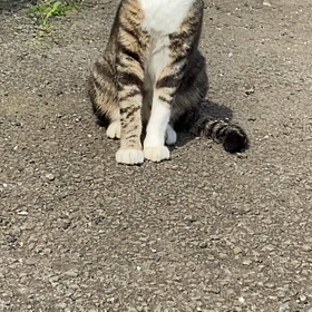 どしたの！夏に出会った可愛い子！の画像