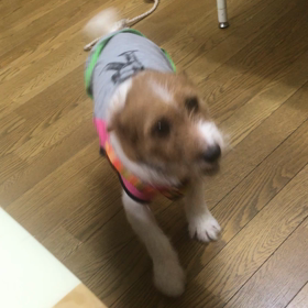 オスワリももさんの画像