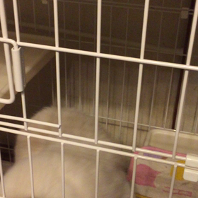 ハク〜！の画像