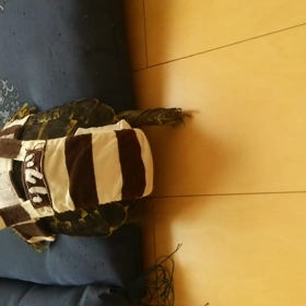 リグ、、、残念の画像