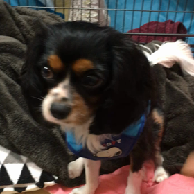 ■あ〜るくんハーイ■の画像