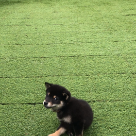 豆柴 くうのブログ  豆柴犬飼い始めました٩( 'ω' )و  カード遊びの画像