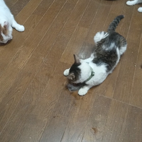 はじめてかな？の画像
