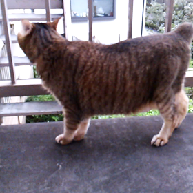 始まりました！の画像