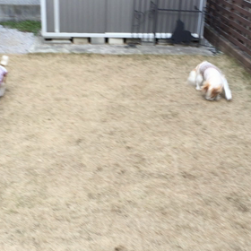 今日のココのんの画像