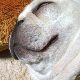 しあわせ 今日のふみ君の画像