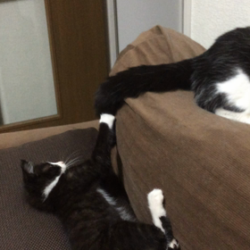 父性本能2の画像