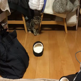 新入り⁉️の画像