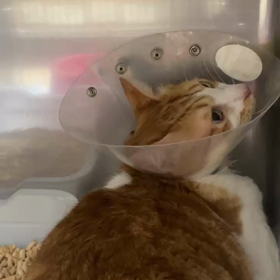 白太の動画の画像