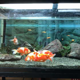 玄関水槽★動画ですの画像