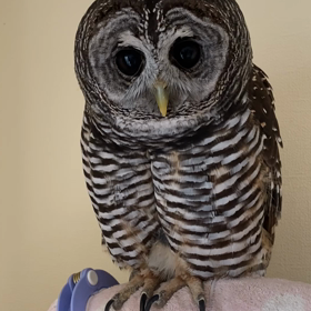 謎の動き…足パンパン(｡＞0＜｡)の画像