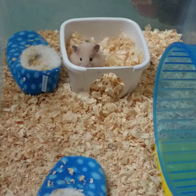 ﾑｷﾞちゃん♡5日目の画像