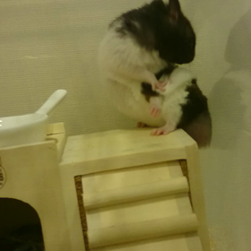 めちゃくちゃ好きな動作の画像