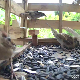 すぎぴたんの事件簿シーズン2　357話（スズメの気性観察）の画像