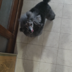 JKC CH プードルくん(灬º‿º灬)♡の画像