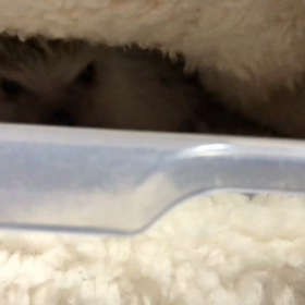 356日目ハリネズミがこっち見てるの画像