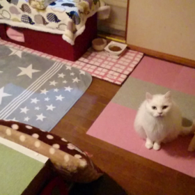 可愛いフタの画像