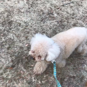 ♪お散歩動画♪代々木公園♪の画像