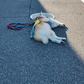 ○ん○もしない1.5km散歩。路上で動かず、コマ切れでよくぞ前へ進んだものだ。もはやどうして良いの画像