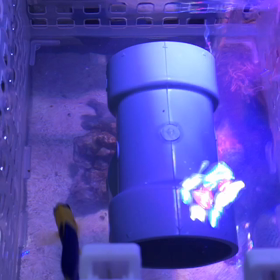 ソメワケヤッコ、食べました！の画像