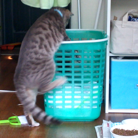 出来るかな？の画像