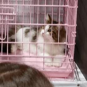 TICA．NAGキャットショーの画像