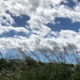 お盆過ぎたらの画像